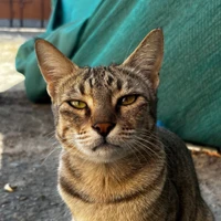 Pushkar Patel's profile picture