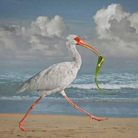 Madec's profile picture