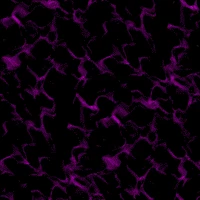 wave's profile picture